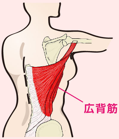 広背筋